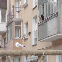 Превью 2023-06-06